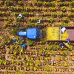 Skördedags på Kemons egna odlingar